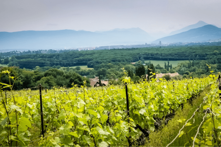 Como aproveitar o melhor da Suíça