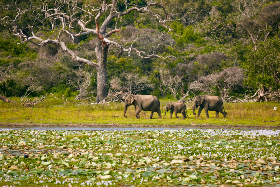 viagem para o Sri Lanka