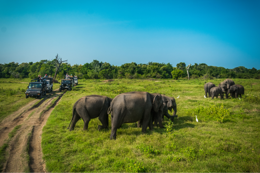 viagem para o Sri Lanka
