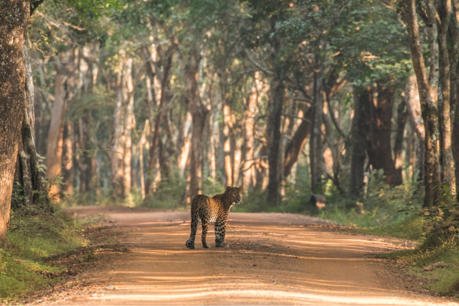 viagem para o Sri Lanka